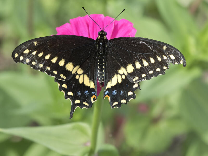 closeup of butterfly