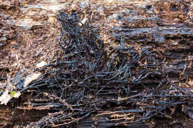 Armillaria root rot 