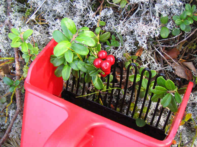 rake in a soil
