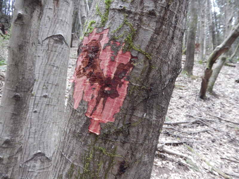 Sudden Oak Death