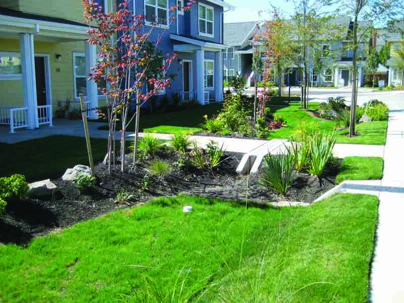 rain garden