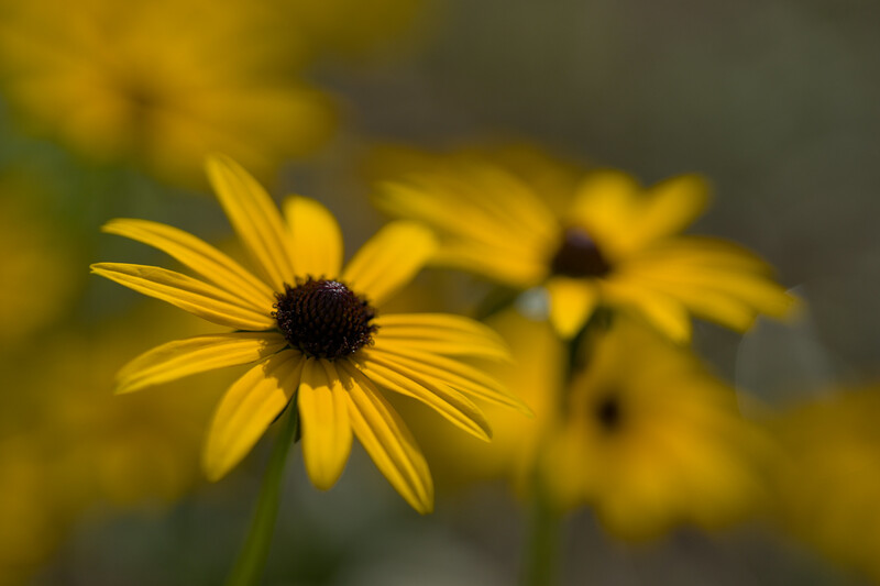 rudbeckia hirta