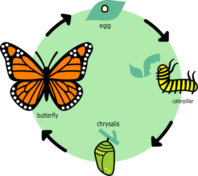lifecycle of butterfly