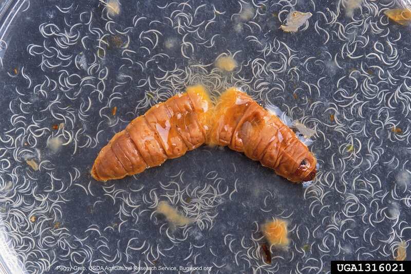closeup image of Entomopathogenic nematode