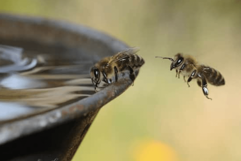 two flies drinking water