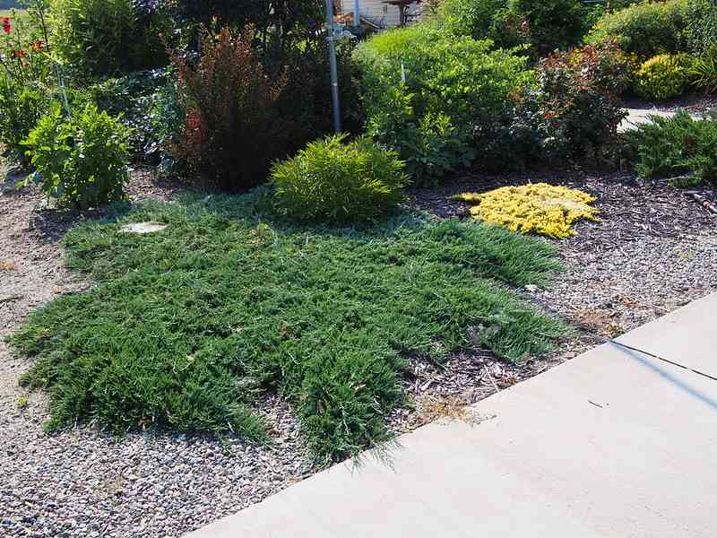 A garden bed near a sidewalk featuring low-growing ground cover plants in green and yellow tones, with surrounding shrubs and mulch.