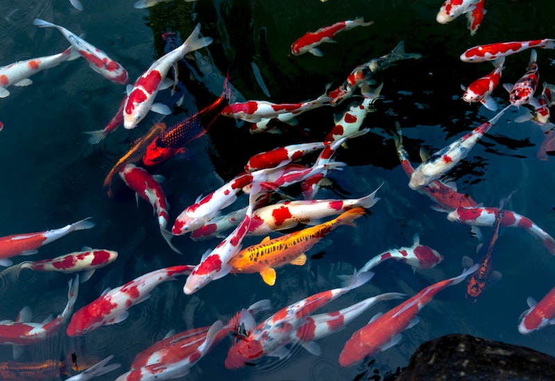 Different color Koi Fishes in Pond
