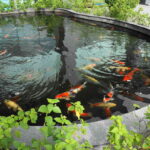 What is a Koi Pond?