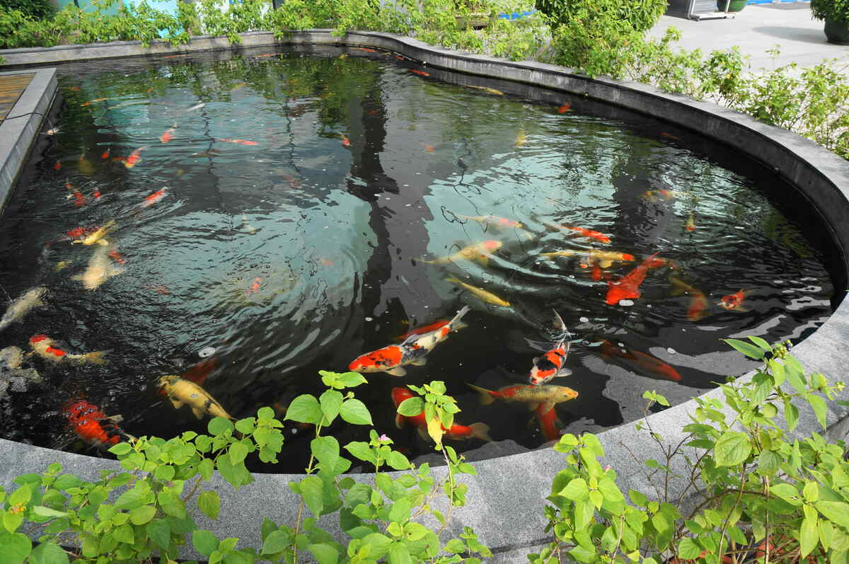 A koi pond with orange colored fish in it.