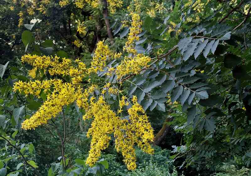 Koelreuteria paniculata