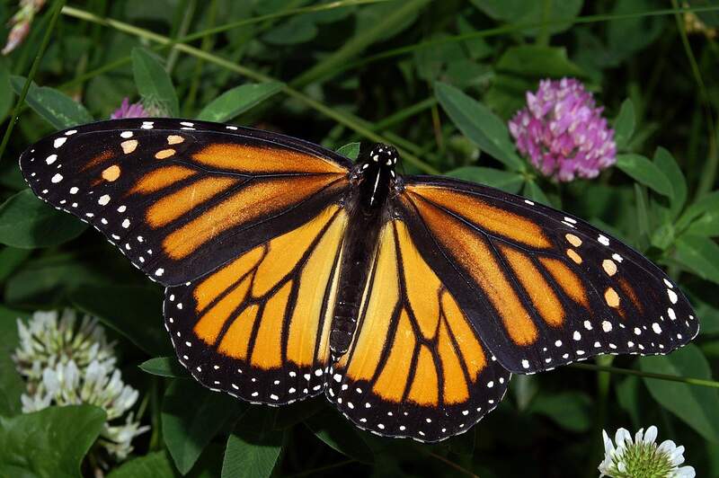 closeup of butterfly