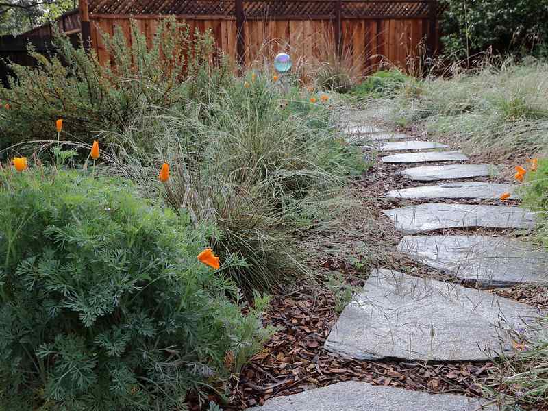 Naturalistic garden path lined with ornamental grasses and orange California poppies, bordered by a wooden fence.