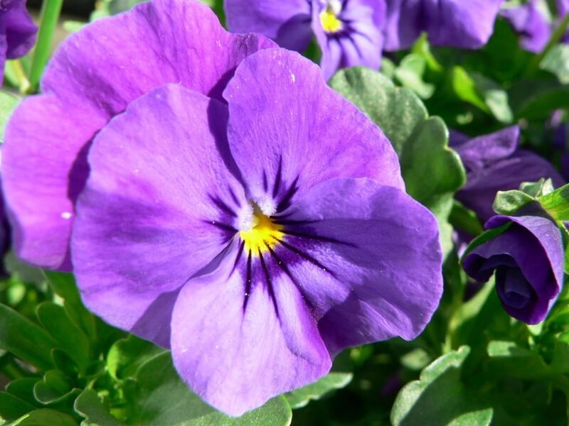 Purple flower