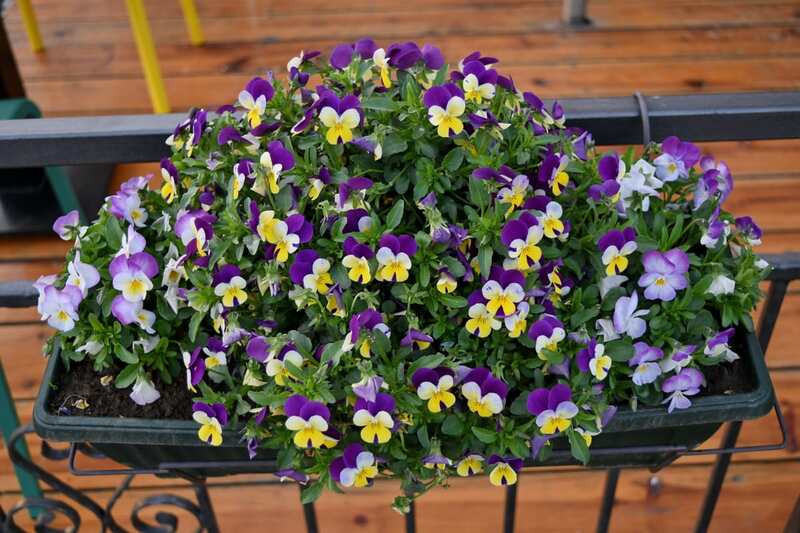 Violas in pots