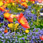 A Beginner’s Guide to Wildflower Gardens