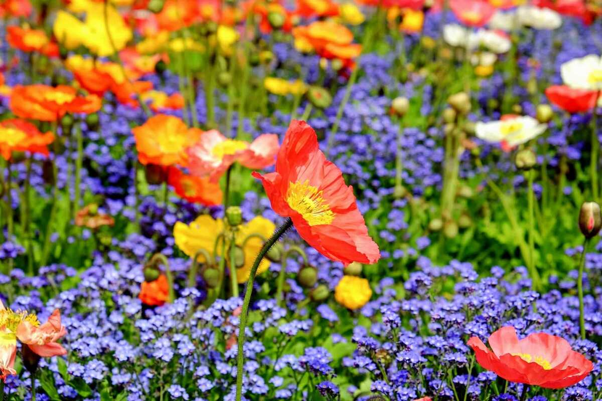 A beautiful wildflower garden