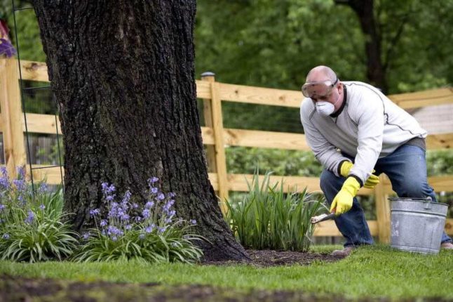 Man with a mask and protective eye gear adding insecticides on a plant nearby a tree