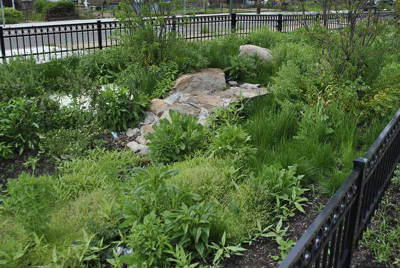 Urban rain garden filled with a mix of native and ornamental plants surrounding large rocks, bordered by a black metal fence near a street.