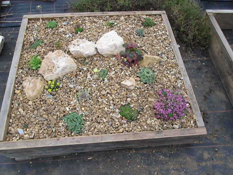 Square raised garden bed filled with gravel mulch, rocks, and small drought-tolerant plants, enclosed by wooden framing.