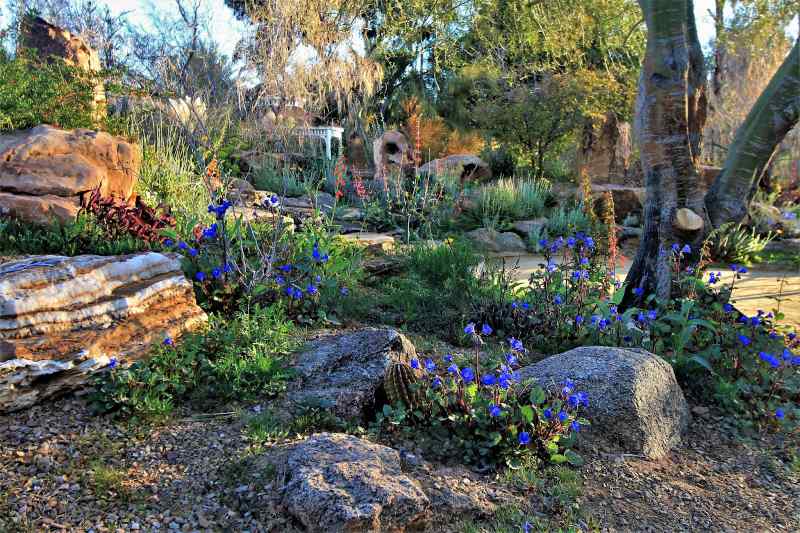 Desert-style rock garden with a variety of succulents, flowering plants, and boulders, set in a dry landscape with a natural ambiance.