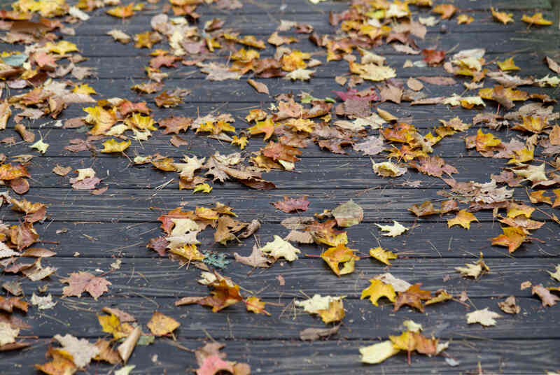 dried leaves on the ground