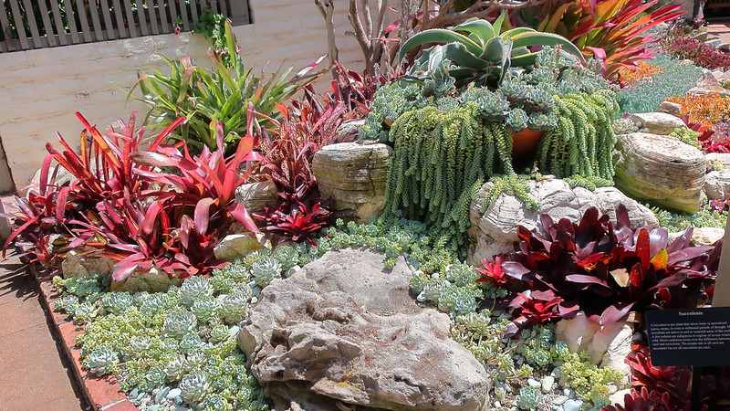 A vibrant succulent garden featuring a variety of colorful succulents and bromeliads arranged around natural rock formations.