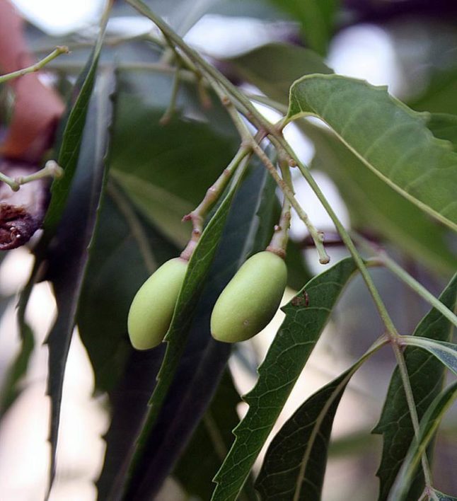 Unripe Neem fruits