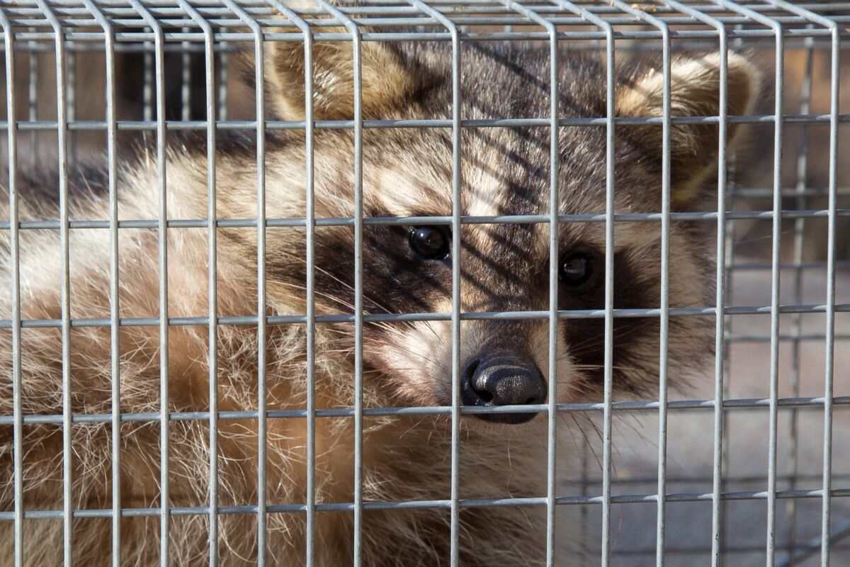 How Do You Get Rid Of Racoons Under Your House at Patricia Porter blog