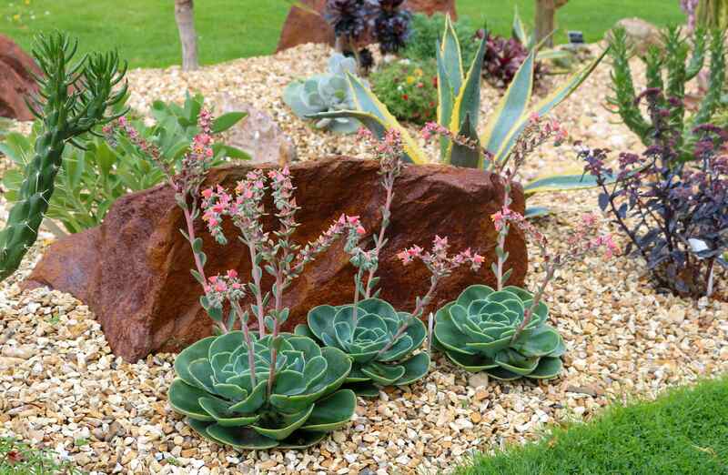 drought tolerant plant