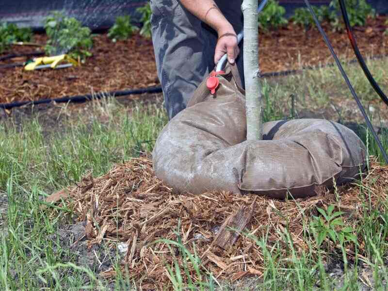 adding water to watering bag