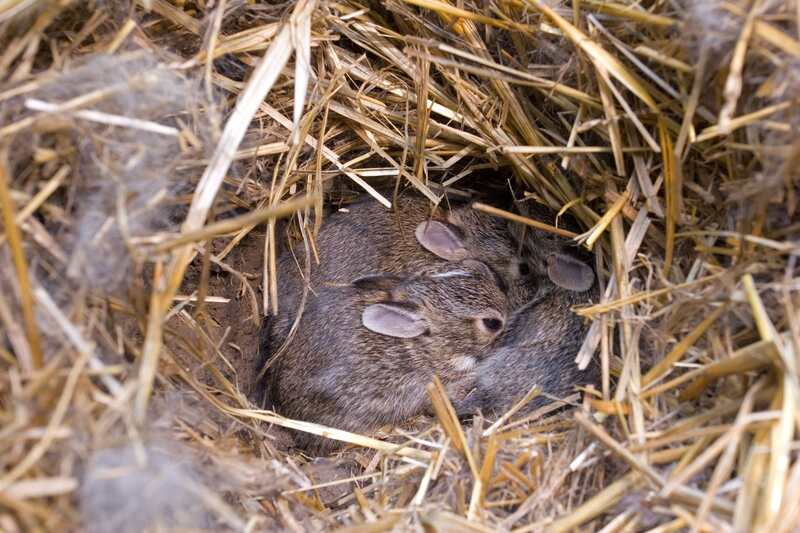Rabbit Nest