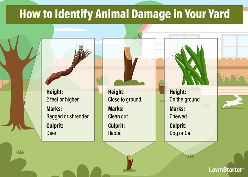 animal damage illustration