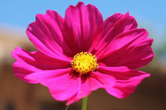 Magenta color flower