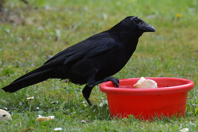 How to Get Rid of Crows (and why it’s so Hard) Lawnstarter
