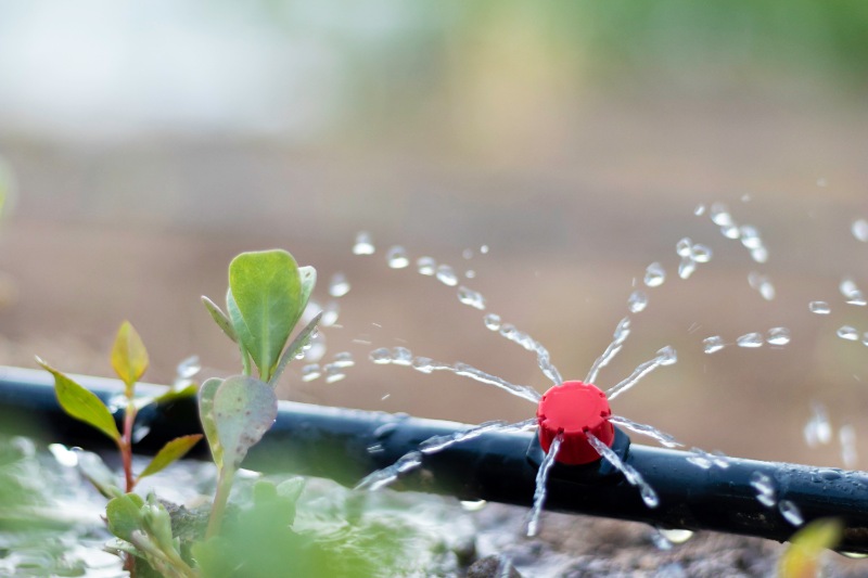 Close up view of drip irrigation pipe