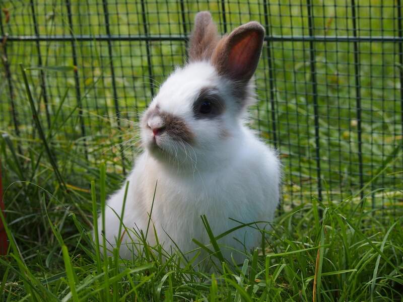 rabbit fence