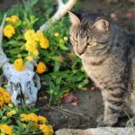 12 Ways to Make a Cat-Friendly Garden