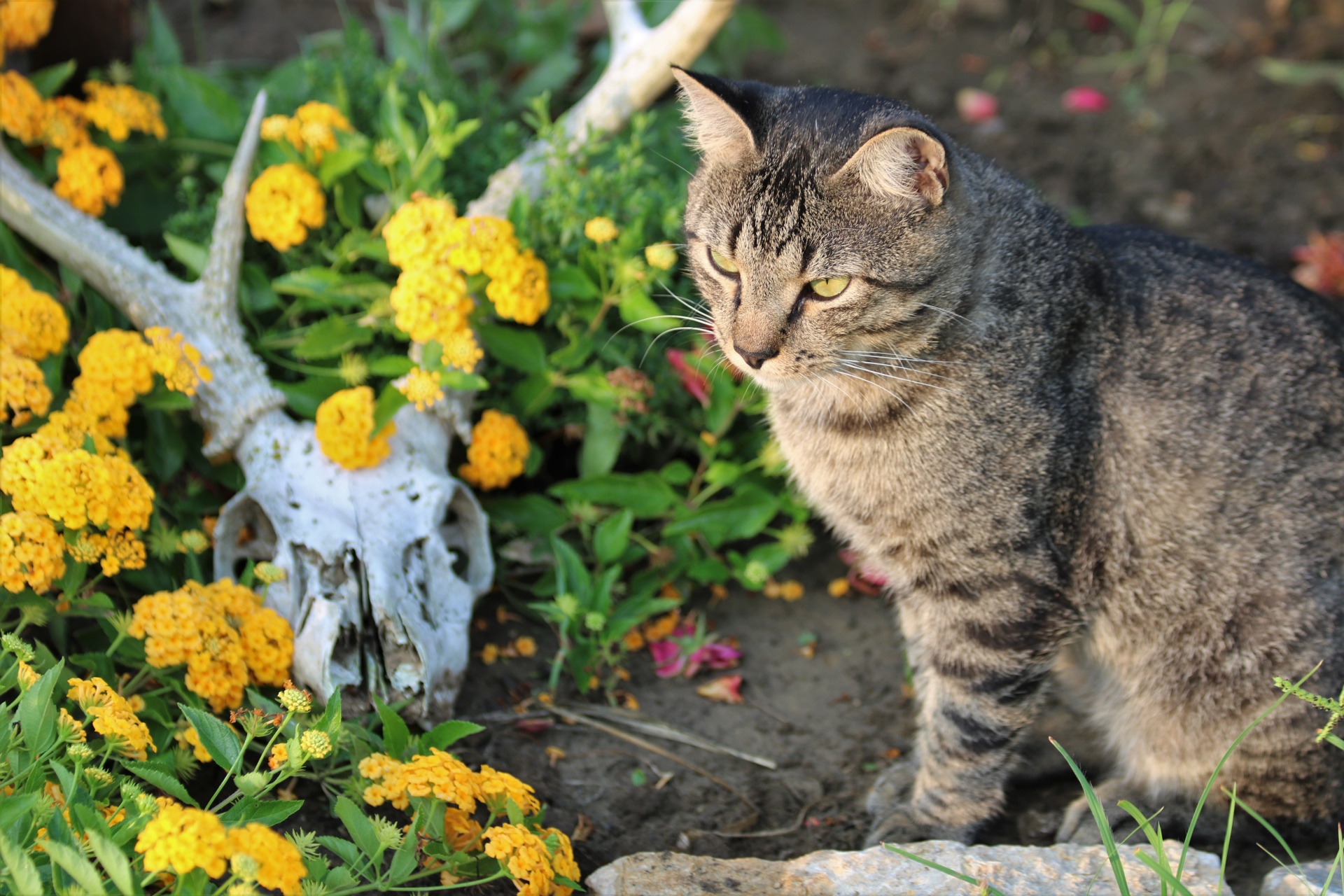 cat in garden