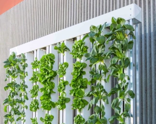 Hydroponic Living Walls