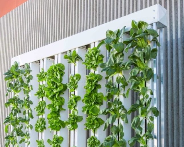 Hydroponic Living Walls