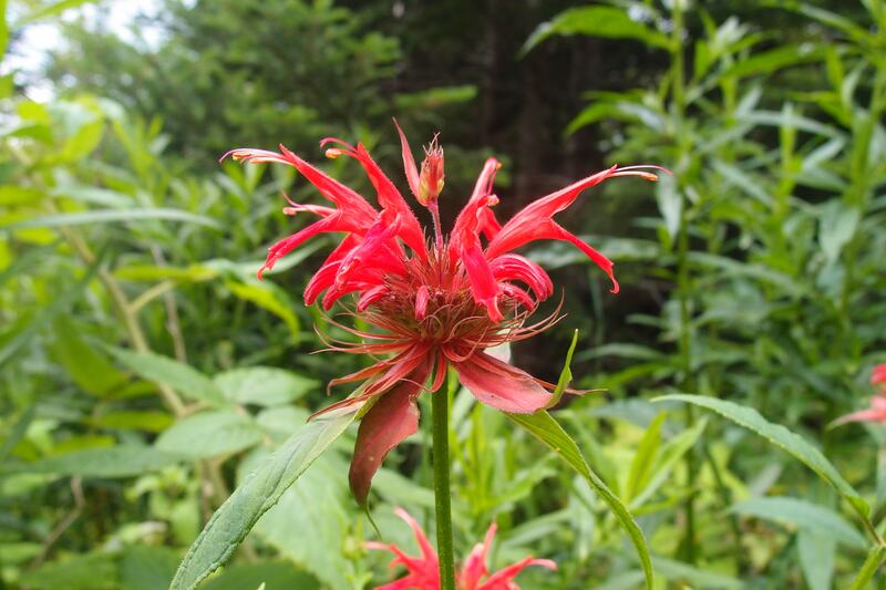closeup of red flower