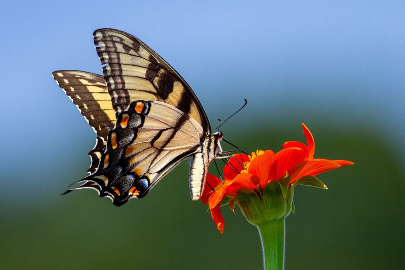 butterfly on flower