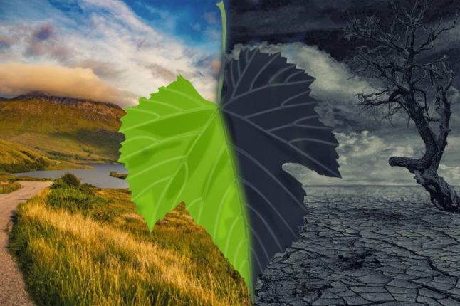 A leaf in the middle of the image with the left side green and a nature background and grey right side with dead nature background