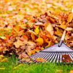 Pricing Guide: How Much Does Leaf Removal Cost in 2024?