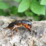 How to Get Rid of Mole Crickets in Your Lawn