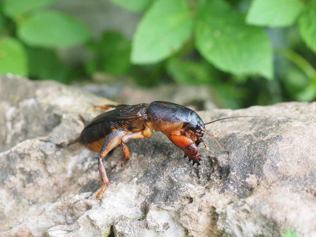 Mole cricket with green leaves in the background