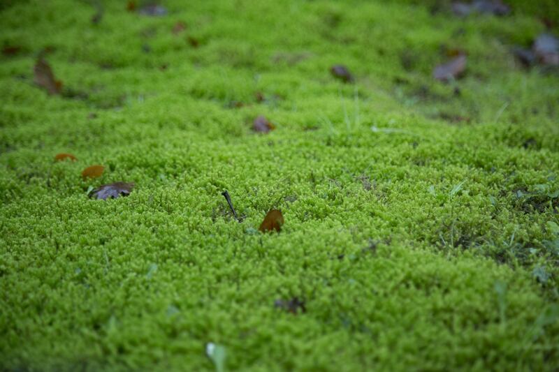 moss in lawn