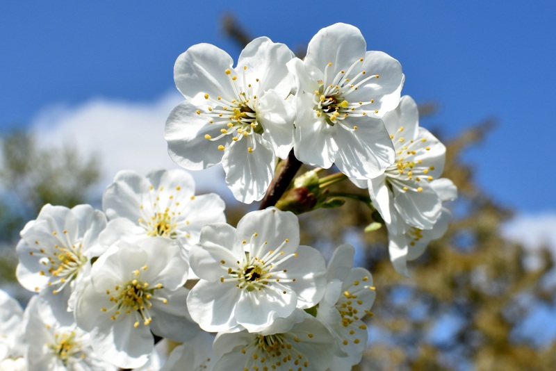 White flowers