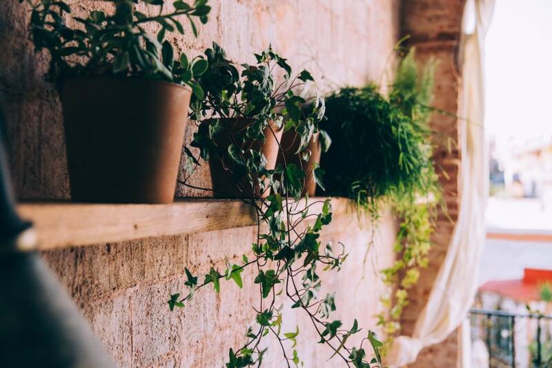 plants on shelves