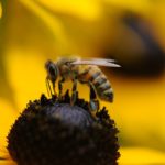 7 Ways You Can Help Save the Bees